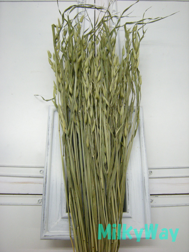 ミルキーウェイオリジナル1363