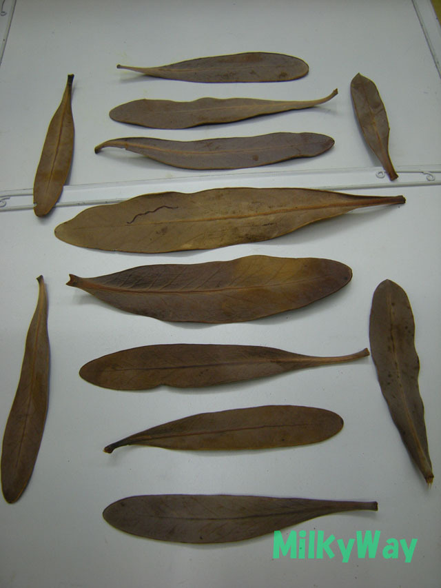 ミルキーウェイオリジナル1371ＭＷ