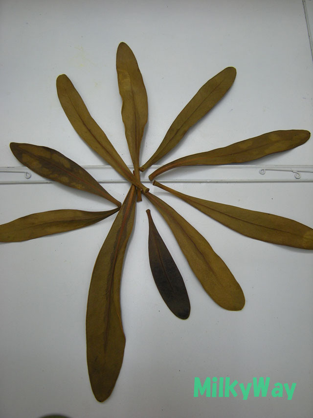 ミルキーウェイオリジナル1372ＭＷ