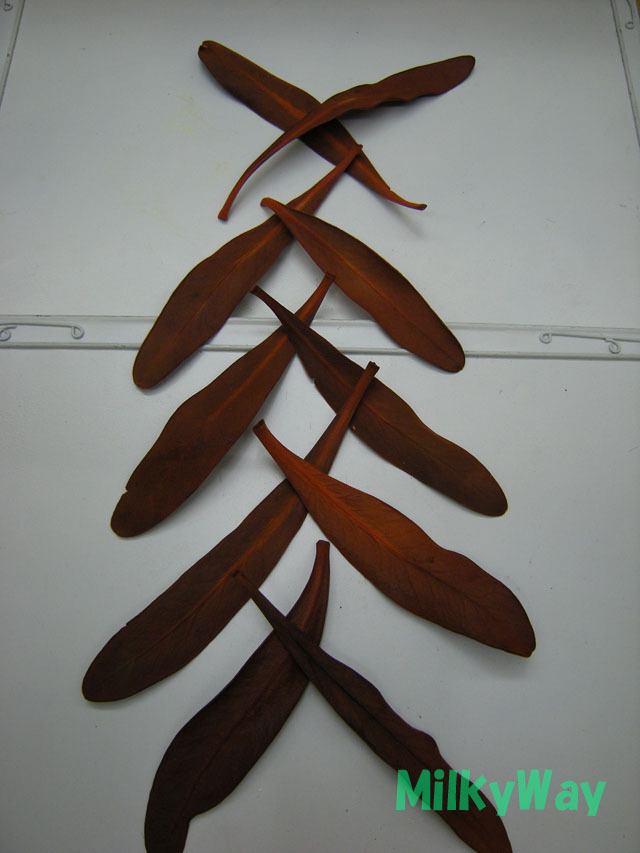 ミルキーウェイオリジナル1373ＭＷ