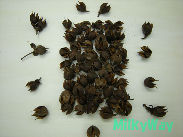 ミルキーウェイオリジナル1368ＭＷ