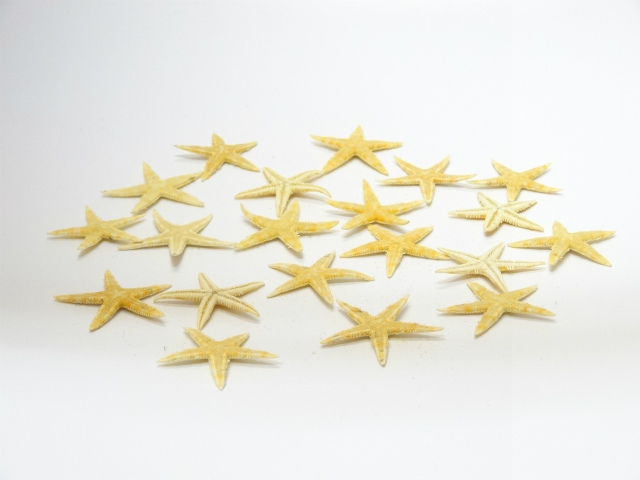 スターフィッシュ (ヒトデ) ドライフラワー卸売り販売のミルキーウェイ
