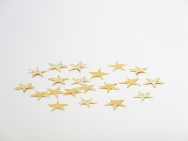 スターフィッシュ&コブヒトデのチョイススタイル スターフィッシュ&コブヒトデのチョイススタイル