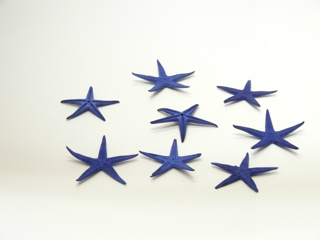 スターフィッシュ　ブルー　 サイズ　約３ｃｍ～６ｃｍ　　