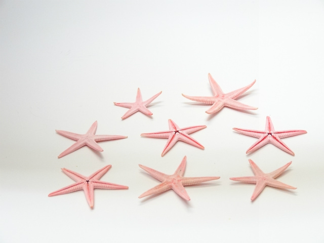 スターフィッシュ　ソフトピンク　 　約３～６ｃｍ　　