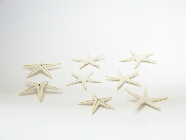 スターフィッシュ　ホワイト　　サイズ３ｃｍ～６ｃｍ 　