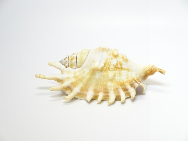 ロンビスメリピィア