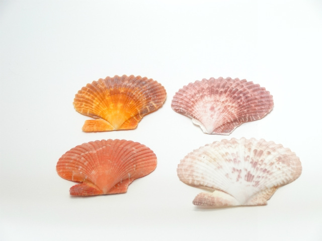 ペクティンノビリス・大