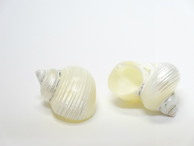 シルバーパール