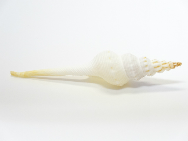 ロングホワイト