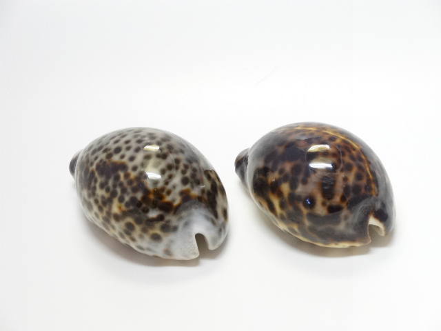 トータスシェル