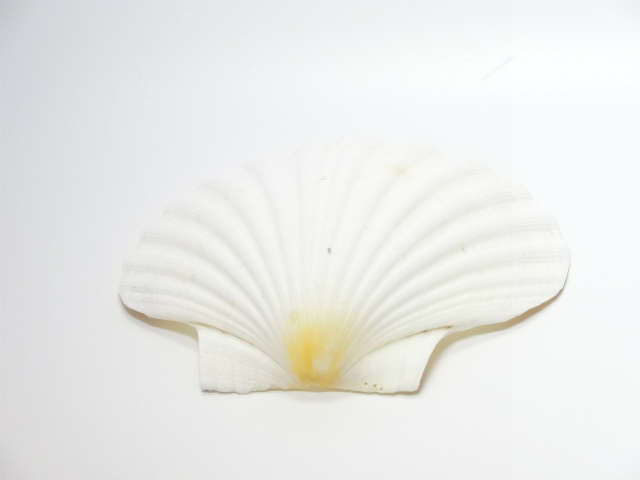 ビックホワイト