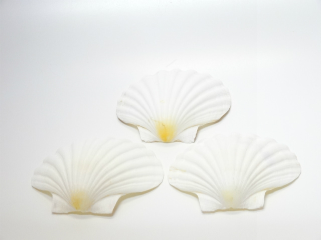 ビックホワイト・小