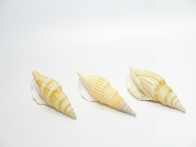 ムリコイディア