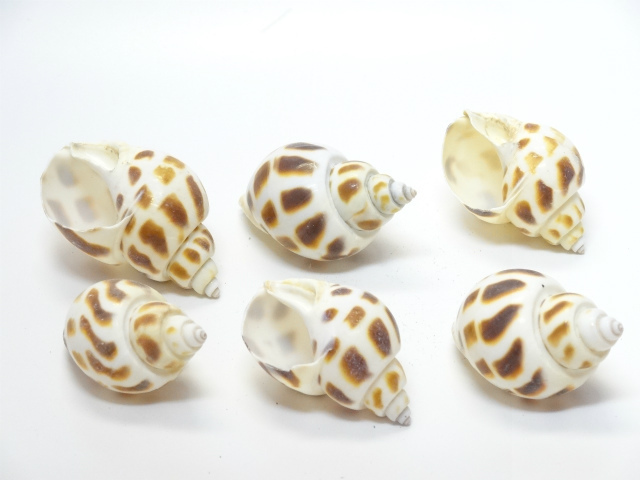 チャイナムーン