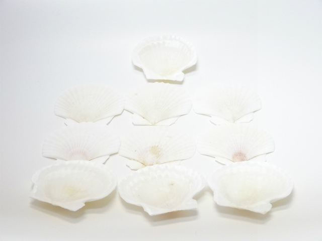 ホタテ貝　ミニ