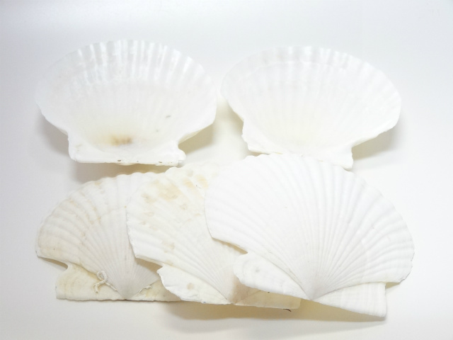 ホタテ貝　大