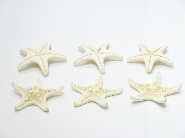 コブヒトデ（白）　ミニ　メーカー廃番セール60％OFF　　