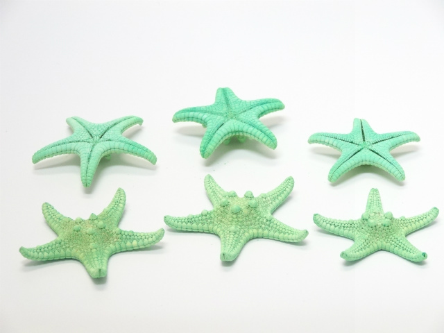 スターフィッシュ (ヒトデ) ドライフラワー卸売り販売のミルキーウェイ