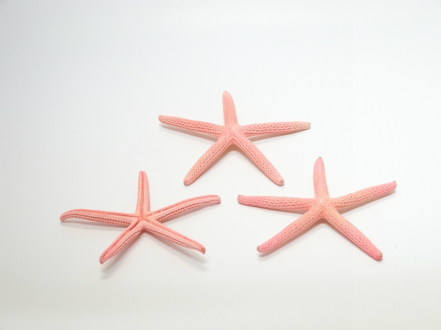 スターフィッシュ (ヒトデ) ドライフラワー卸売り販売の