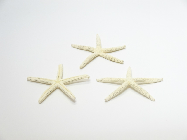スターフィッシュ (ヒトデ) ドライフラワー卸売り販売の