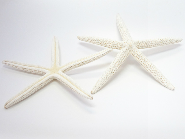 スターフィッシュ (ヒトデ) ドライフラワー卸売り販売のミルキーウェイ