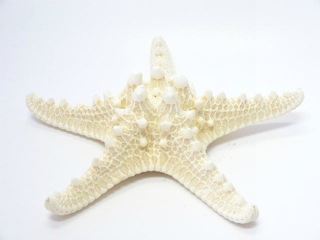 スターフィッシュ (ヒトデ) ドライフラワー卸売り販売のミルキーウェイ