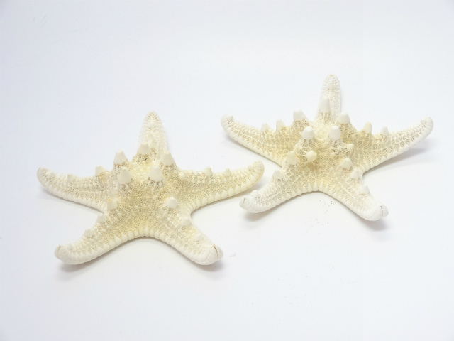 スターフィッシュ (ヒトデ) ドライフラワー卸売り販売のミルキーウェイ