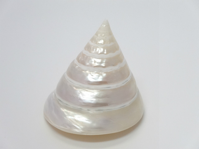 トルカ　(磨き加工)