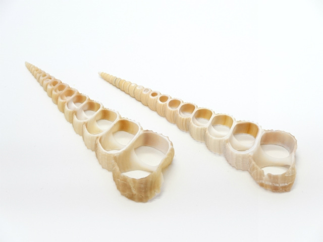 センターカット　トレティア