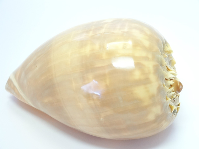 ヤシ貝　Ｌ　メーカー廃番セール60％OFF