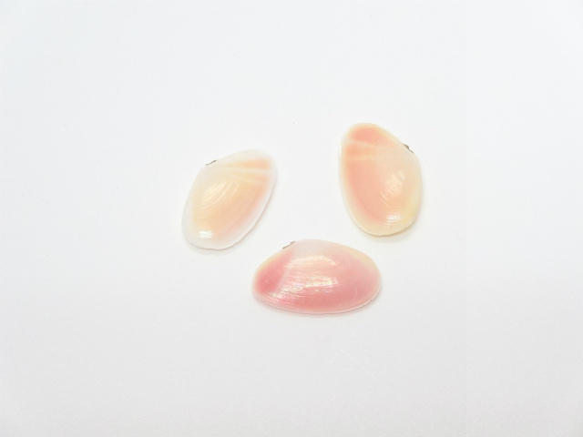 サクラ貝　(ペア)