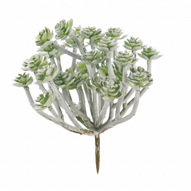 FG1333　ホワイトウォッシュミニセダムブッシュ