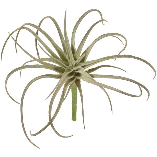 FG1375　フロッキーエアプランツ　Ｍ