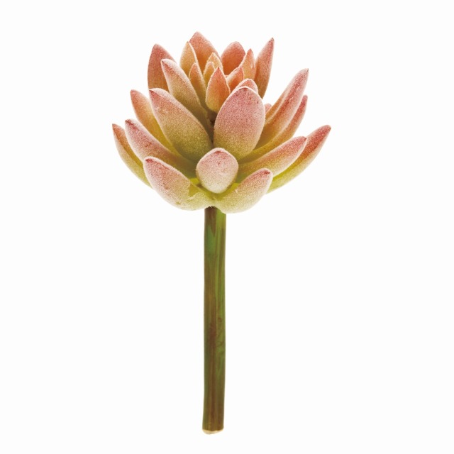 FG1435　エケベリアロマーナ