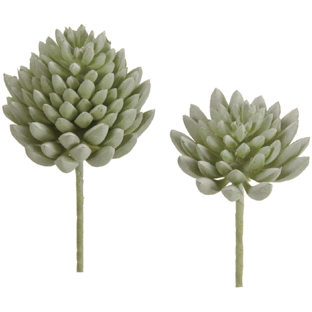 FG1632-15　セダムアソートピック　ホワイトウォッシュグリーン