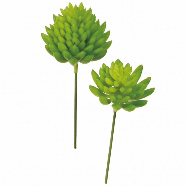 FG1632-24　セダムアソートピック　パープルグリーン