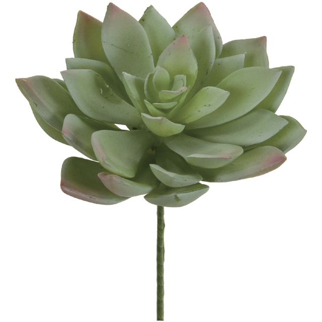 多肉植物　特注ランダムパック　専用 多肉植物 特注ランダムパック 専用 多肉植物 特注ランダムパック 専用