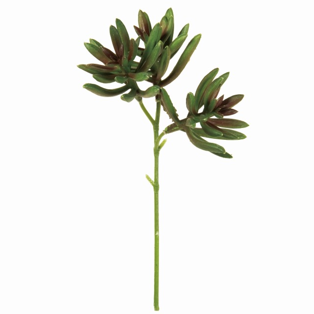 FG1867-24　エケベリアブロンヌ　　グリーンバーガンディ