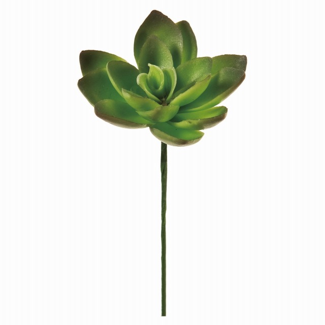 FG3457-24　エケベリアピックS　グリーン