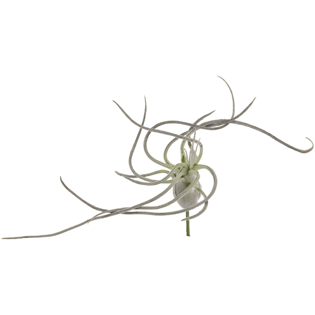 FG5110-15　ファントムティランジア　グレイグリーン