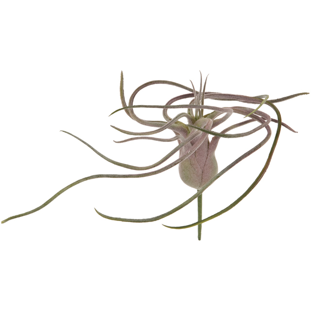 FG5110-26　ファントムティランジア　ピンクグリーン