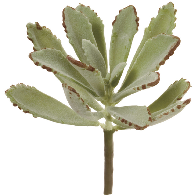 FG5148　カランコエ　ツキトジ　