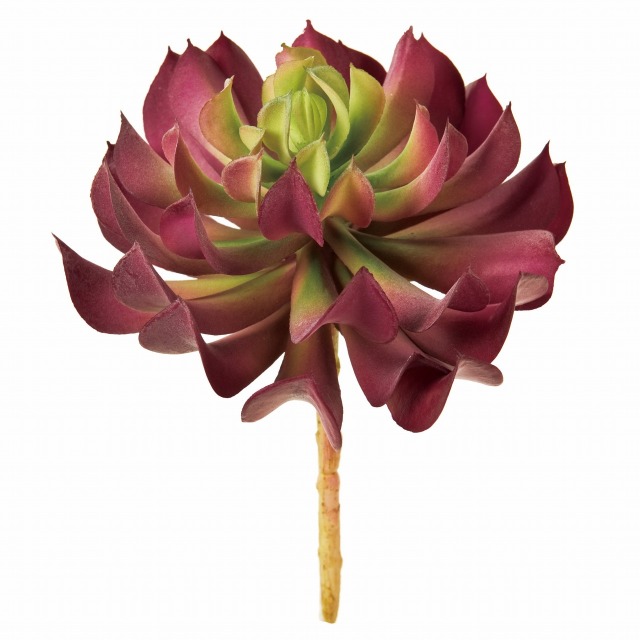 FG5533-17　エケベリアエルザ　パープルグリーン