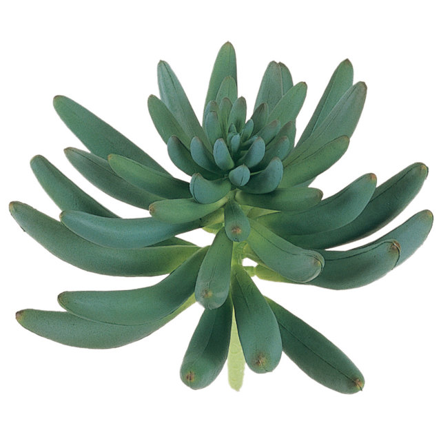 FG57195　サクラントプランツ