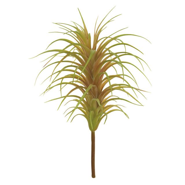 FG7208　ティランジアアナナス