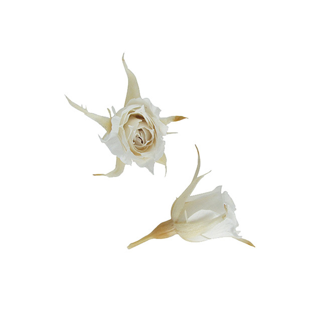 マイクロローズ　パールホワイト　FL060-01