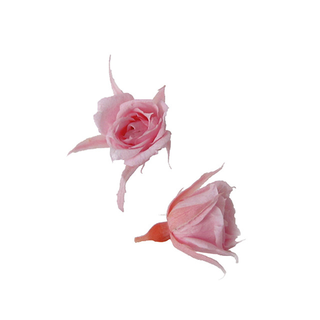 マイクロローズ　ベイビーピンク　FL060-07