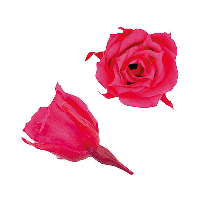 マイクロローズ　フューシャピンク　FL060-58