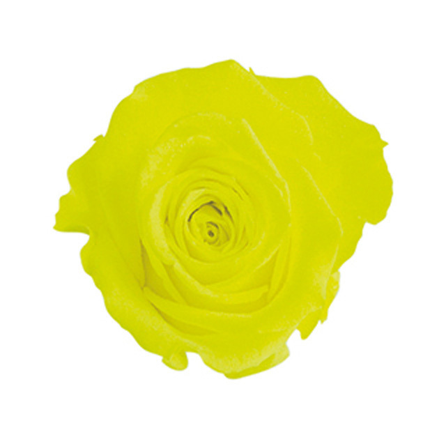 スプレーローズ　ネオンイエロー　FL070-92　